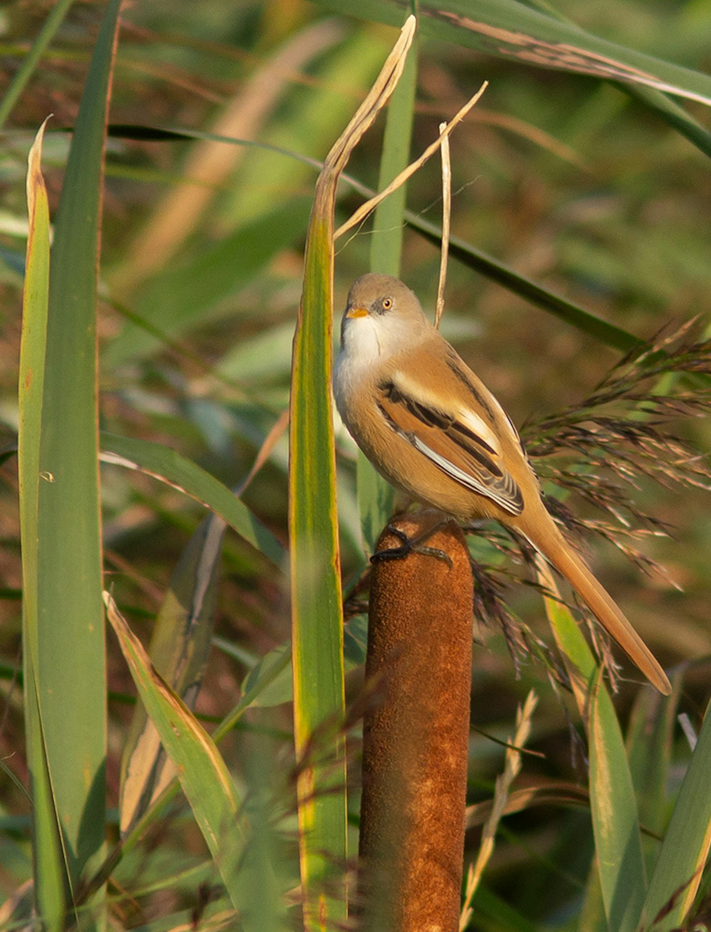 Bearded Tit