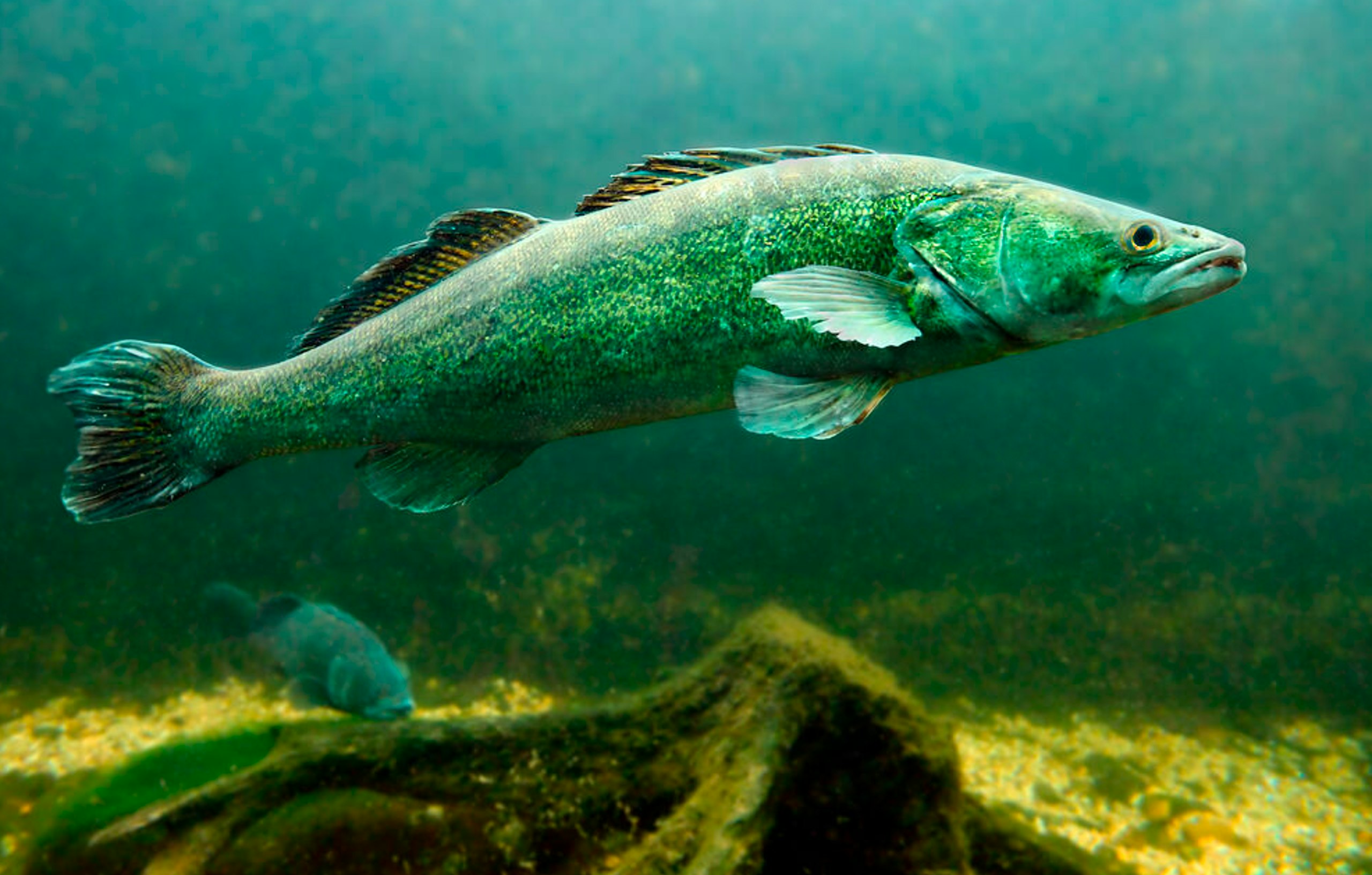 The CRT has a policy of removing any zander caught