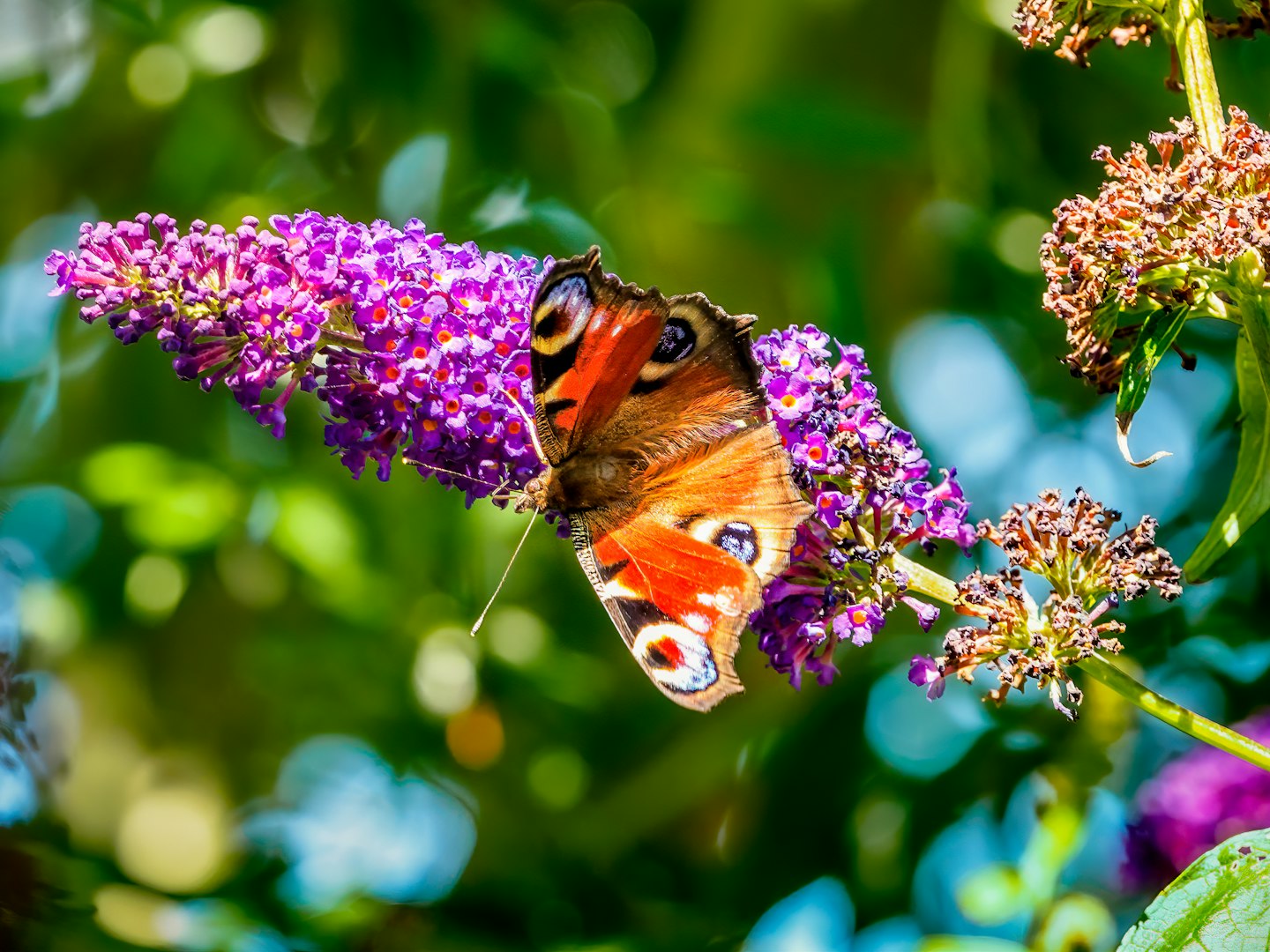 butterfly on flower