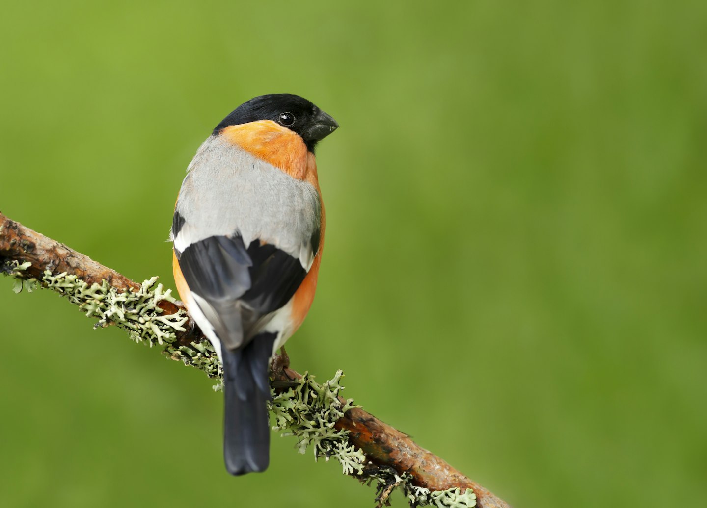 bullfinch