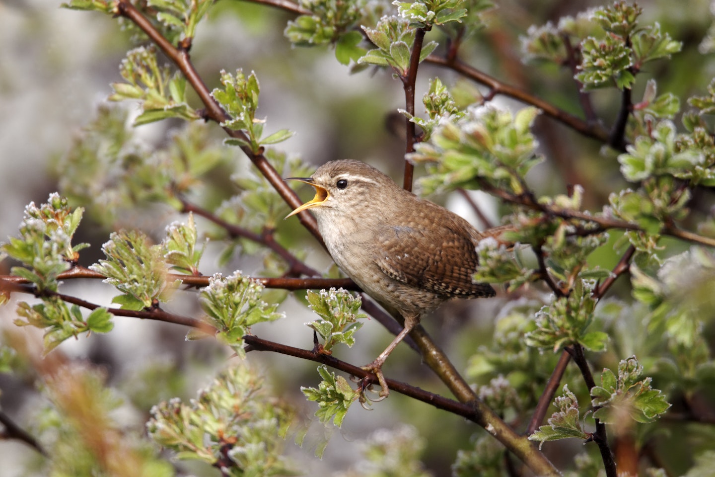 wren in garden