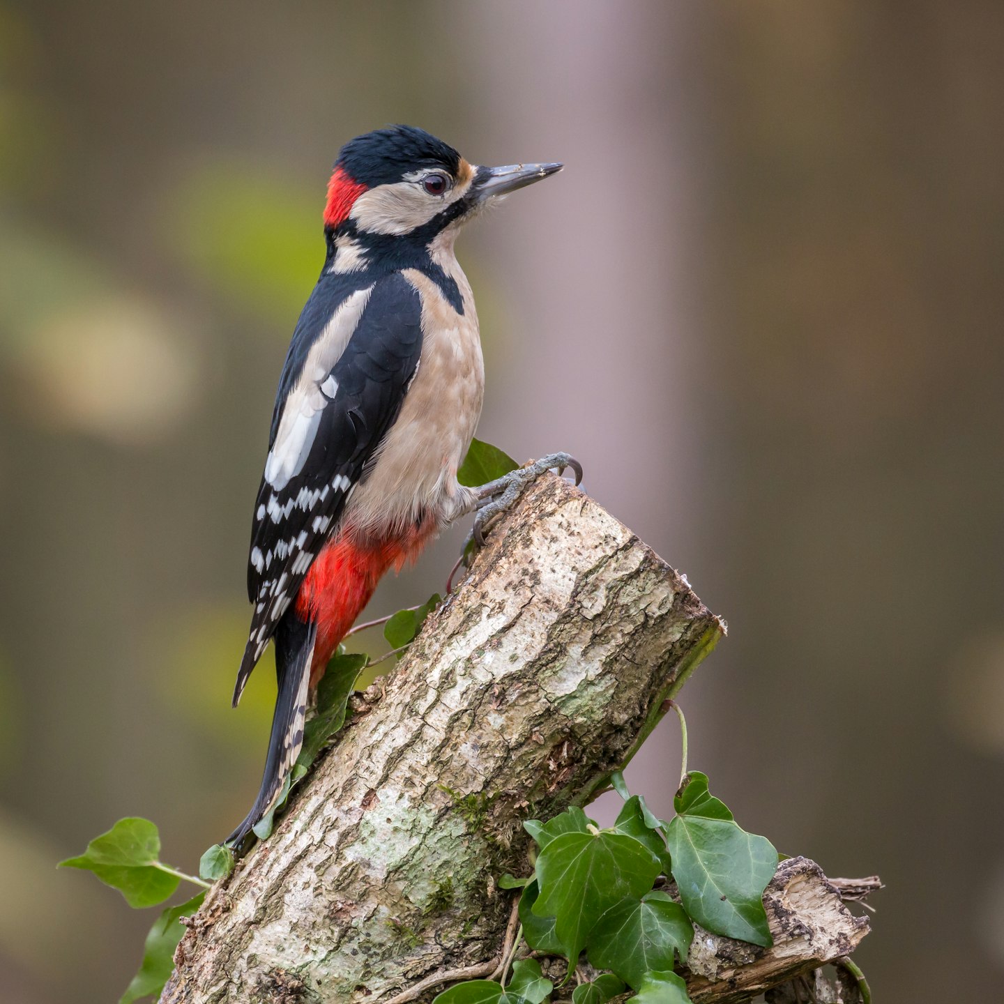 woodpecker