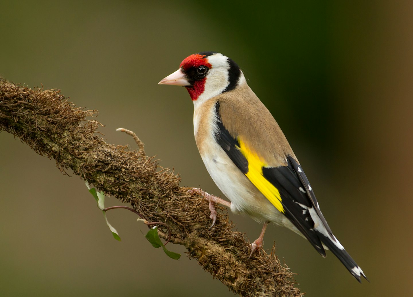 goldfinch