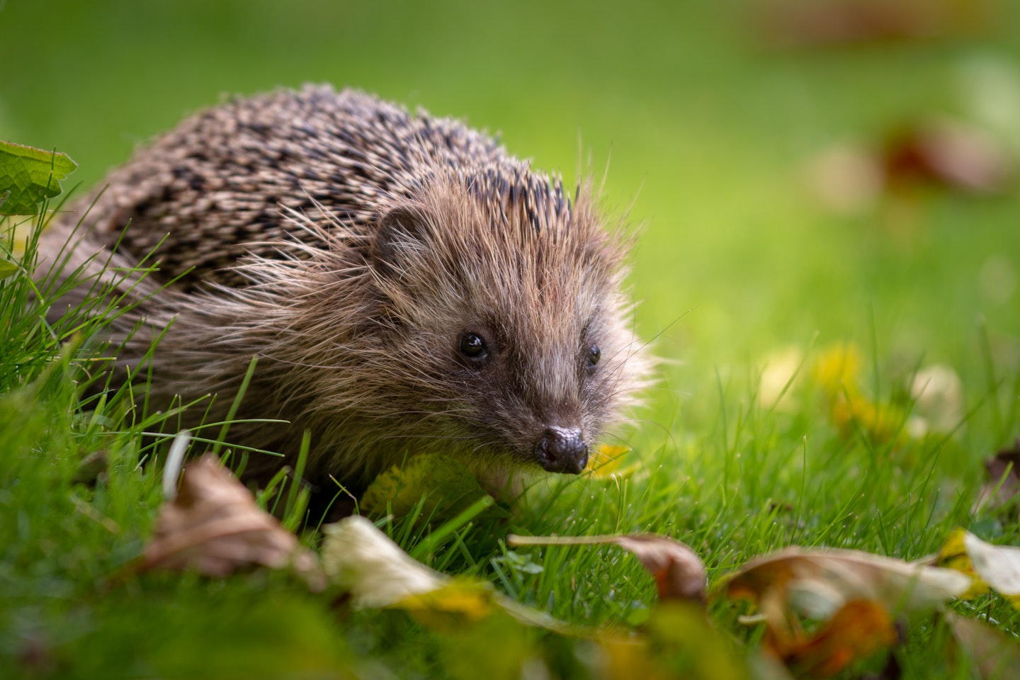 hedgehog in garden