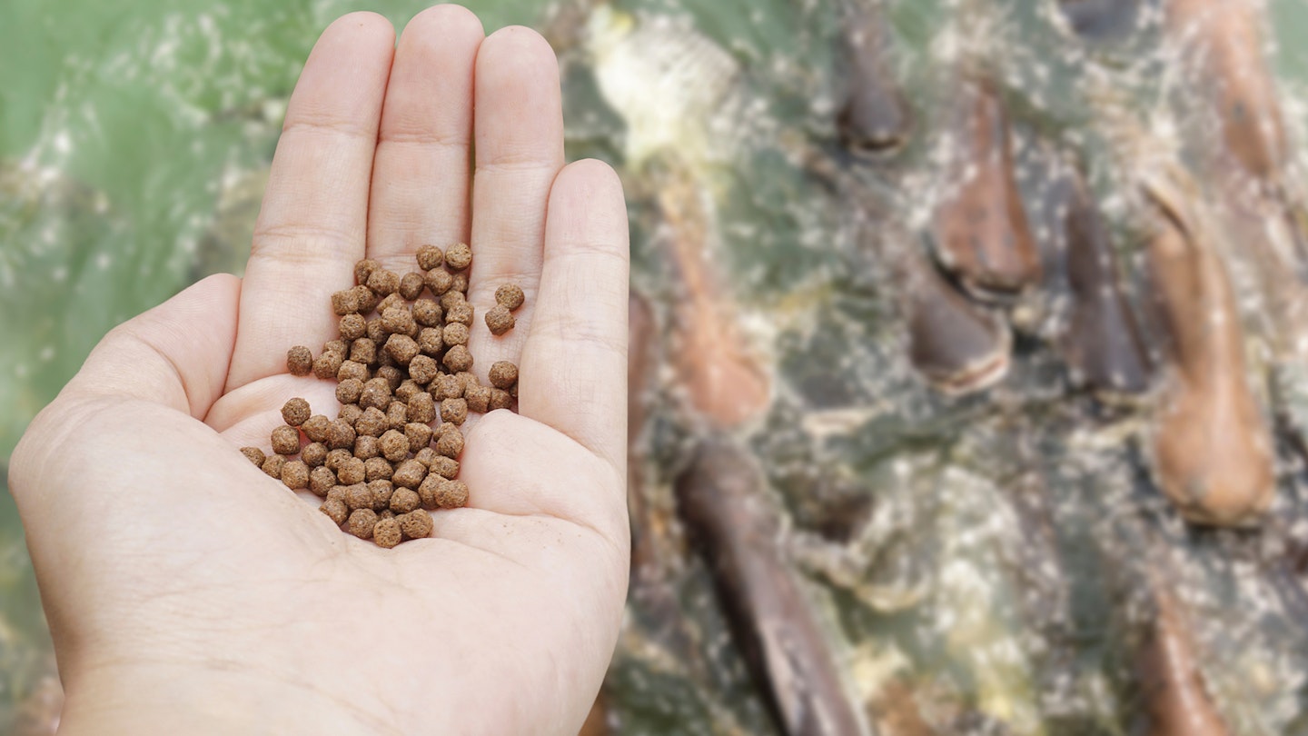 Is it time to replace fishmeal in fishing baits?