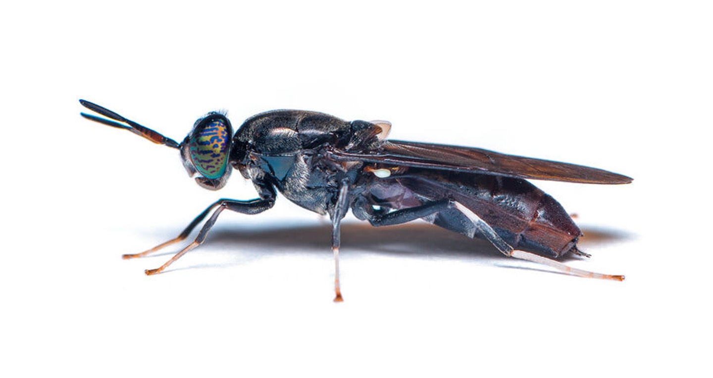UK bait makers have already started using ingredients like flies, worms and even snails in their products