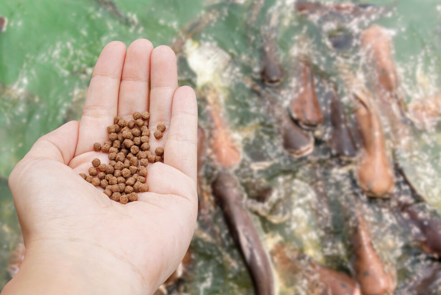 Is this the end for fishmeal in pellets? 