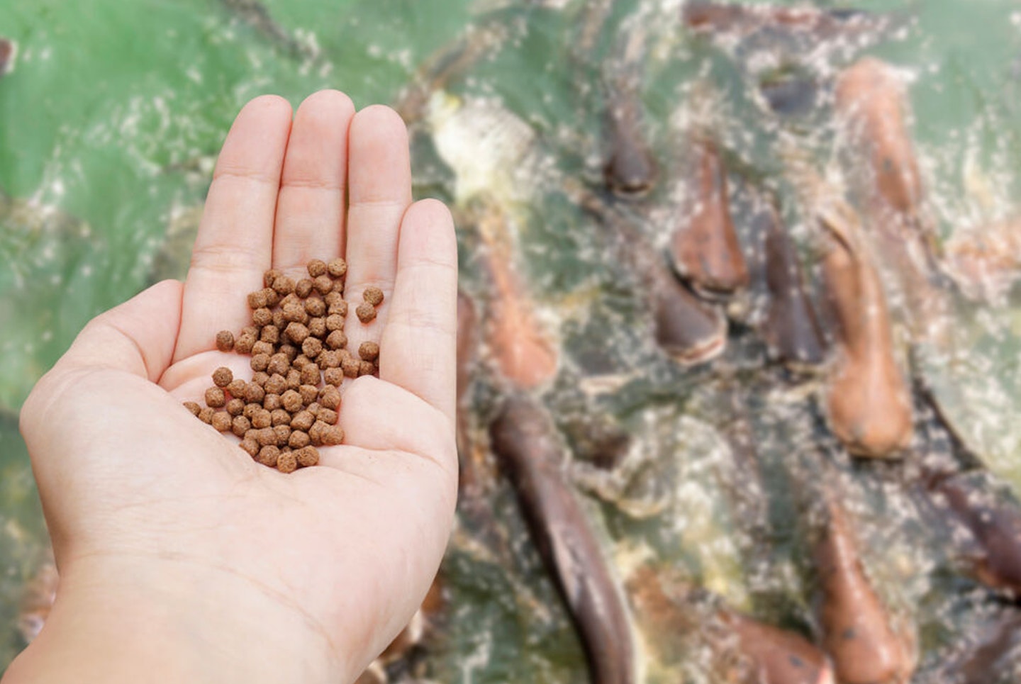 Is this the end for fishmeal in pellets?