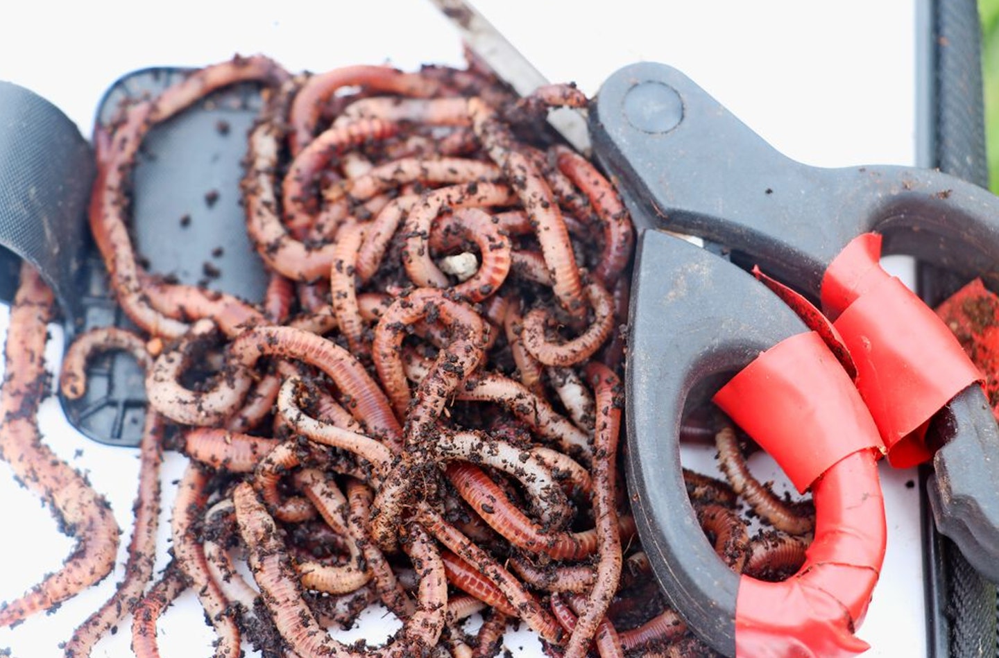 Chopped worm