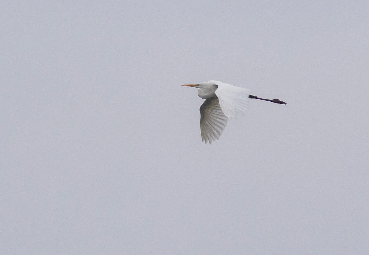 Great White Egret