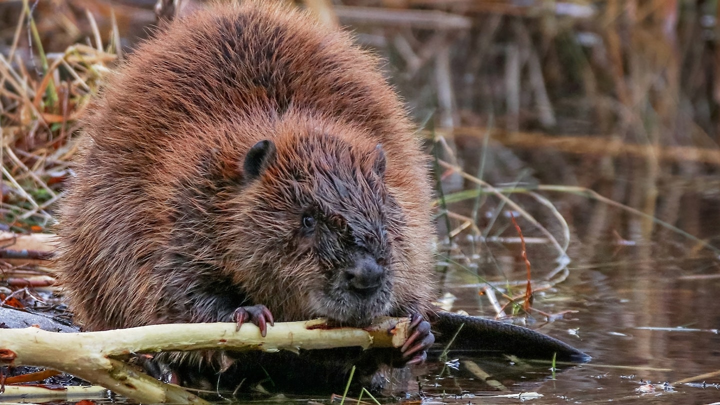 Consultation launched on potential beaver reintroduction