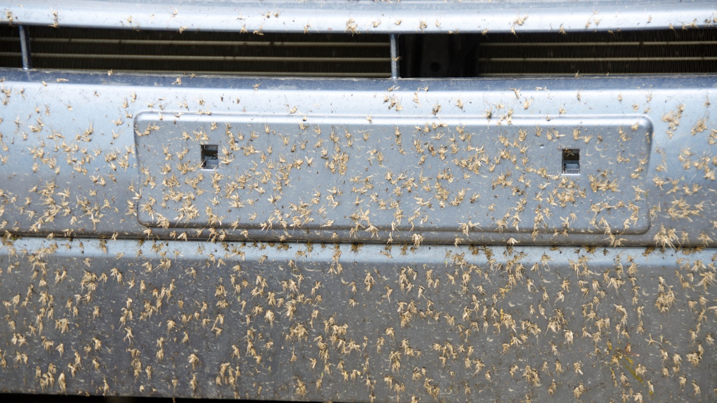 Insects on the bumper of a car