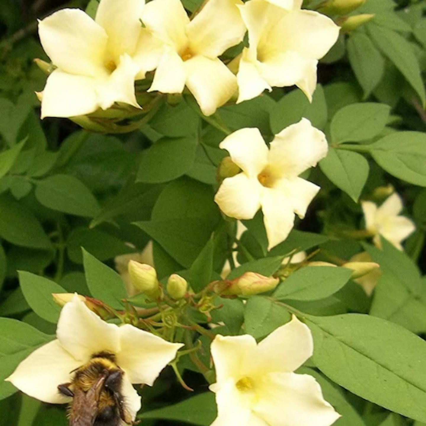 Jasmine officinale Clotted Cream Climbing Plant