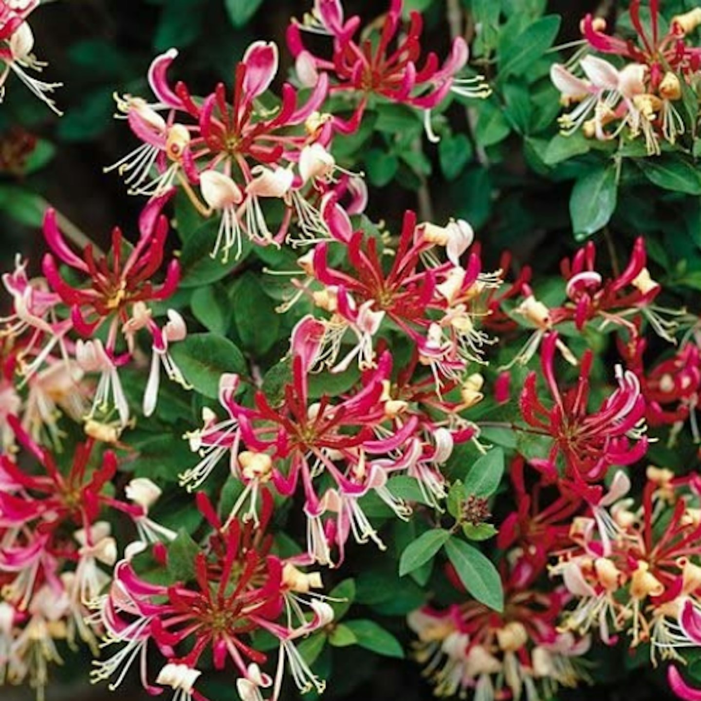 Gardeners Dream LONICERA 'BELGICA' DECIDUOUS Climbing Plant