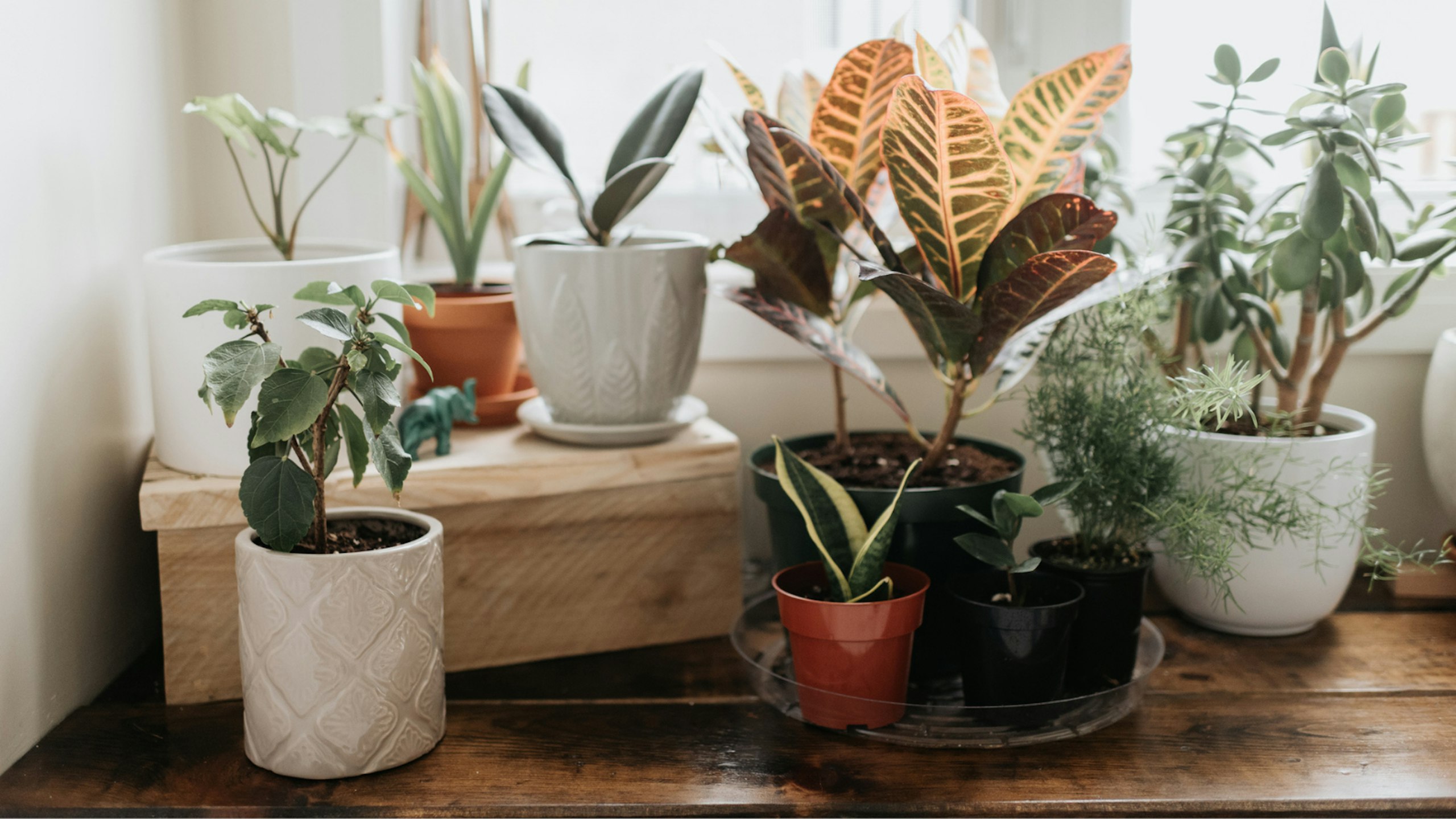 Plant subscription boxes