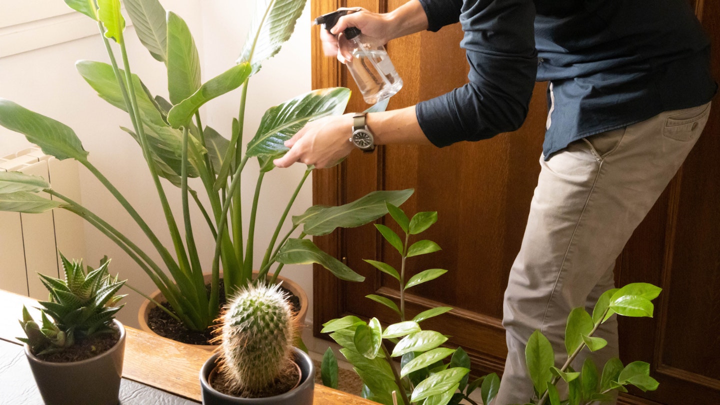 Man watering plants