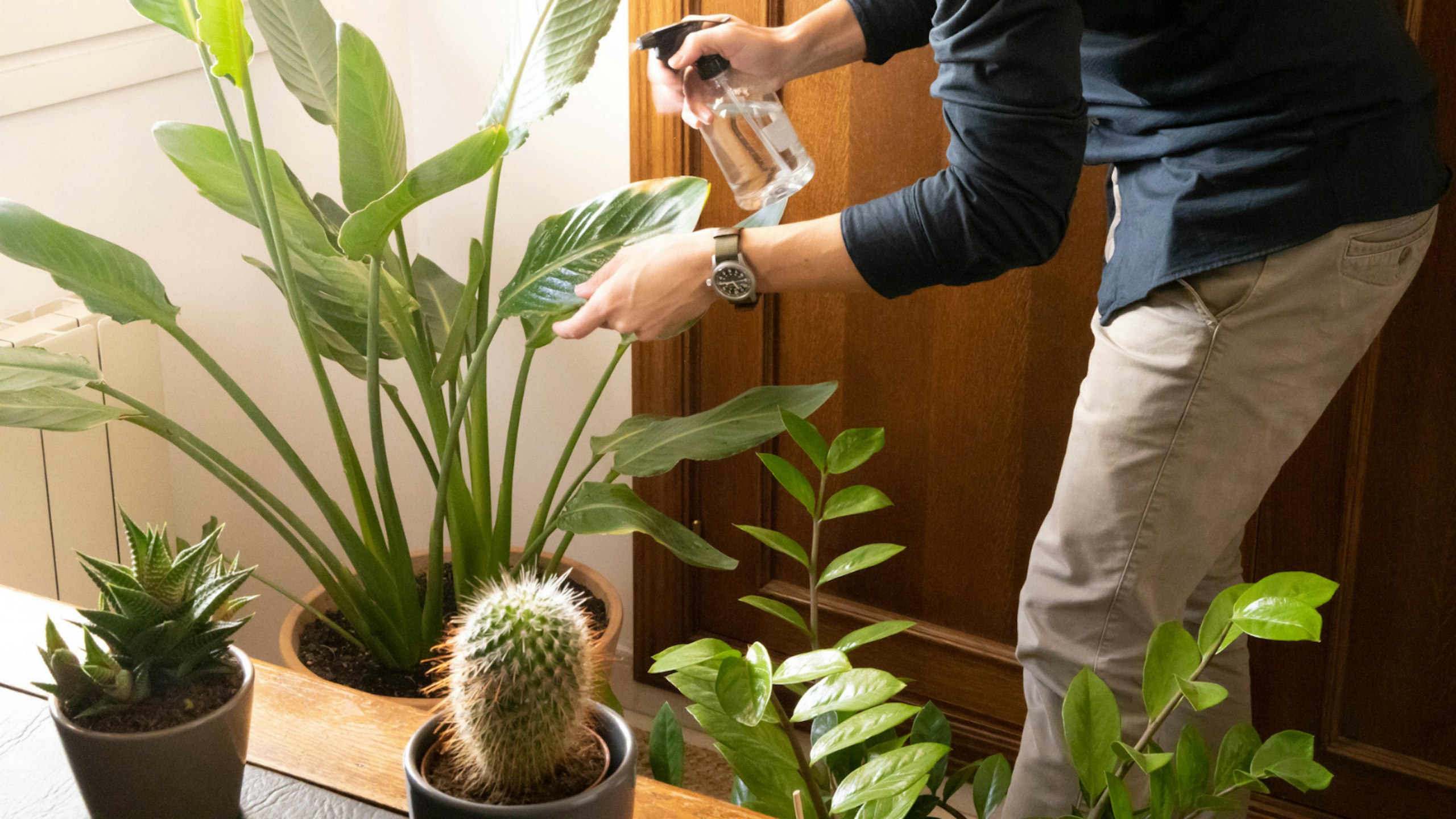Man watering plants