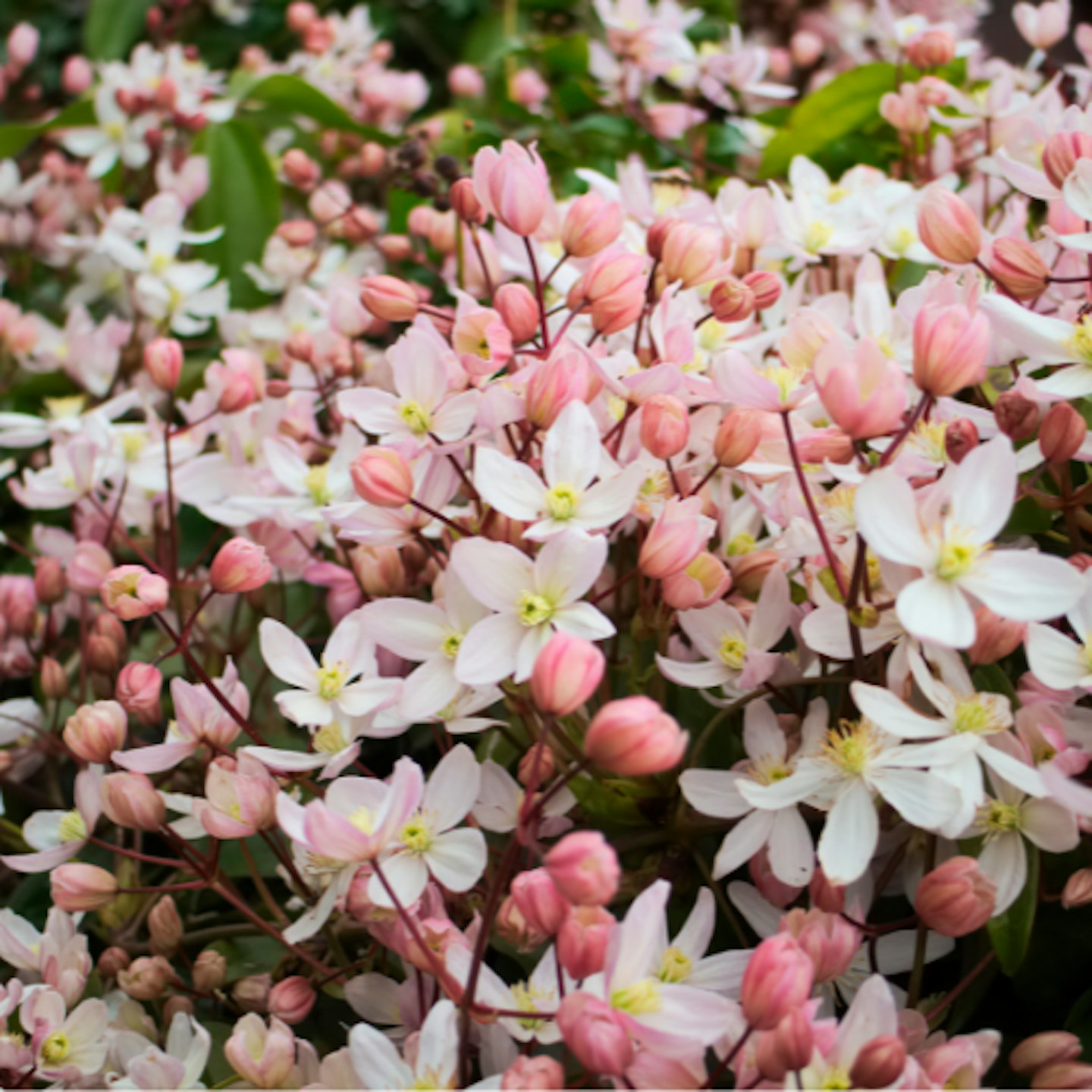 Clematis armandii 'Apple Blossom'