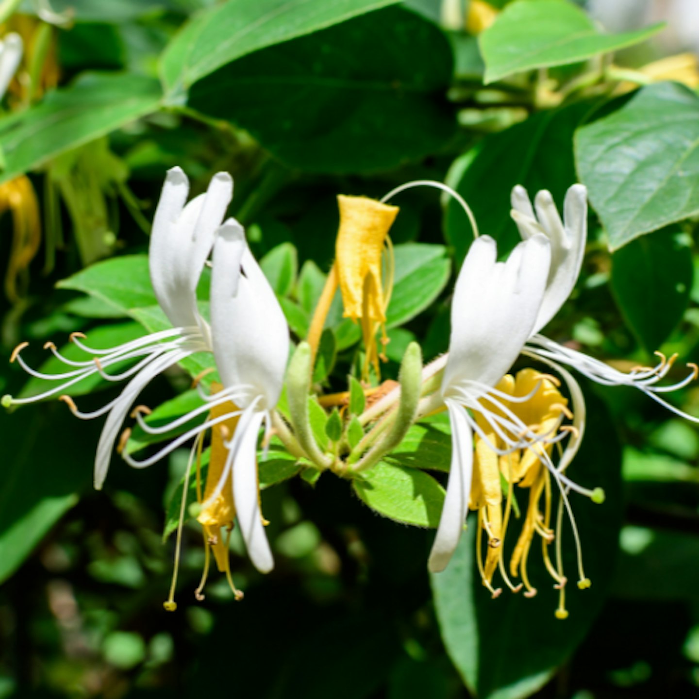 Honeysuckle Lonicera 'Honey Baby'