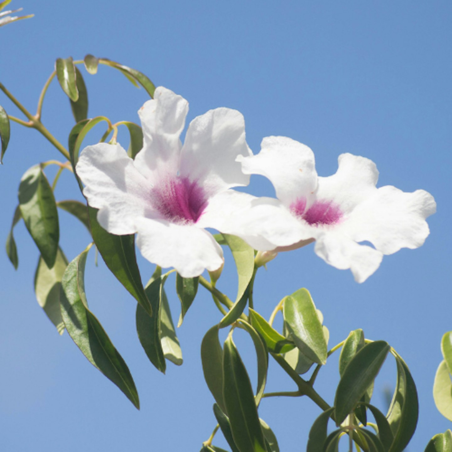 'Bower Vine' Pandorea jasminoides