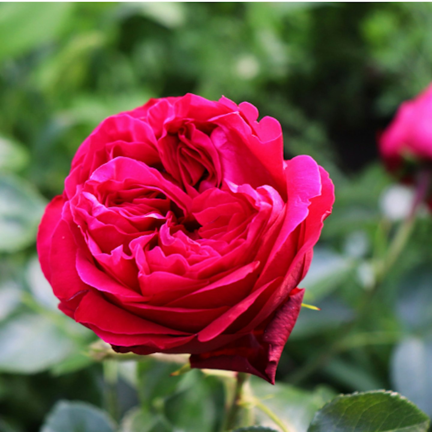 Rose 'Red Eden Rose'