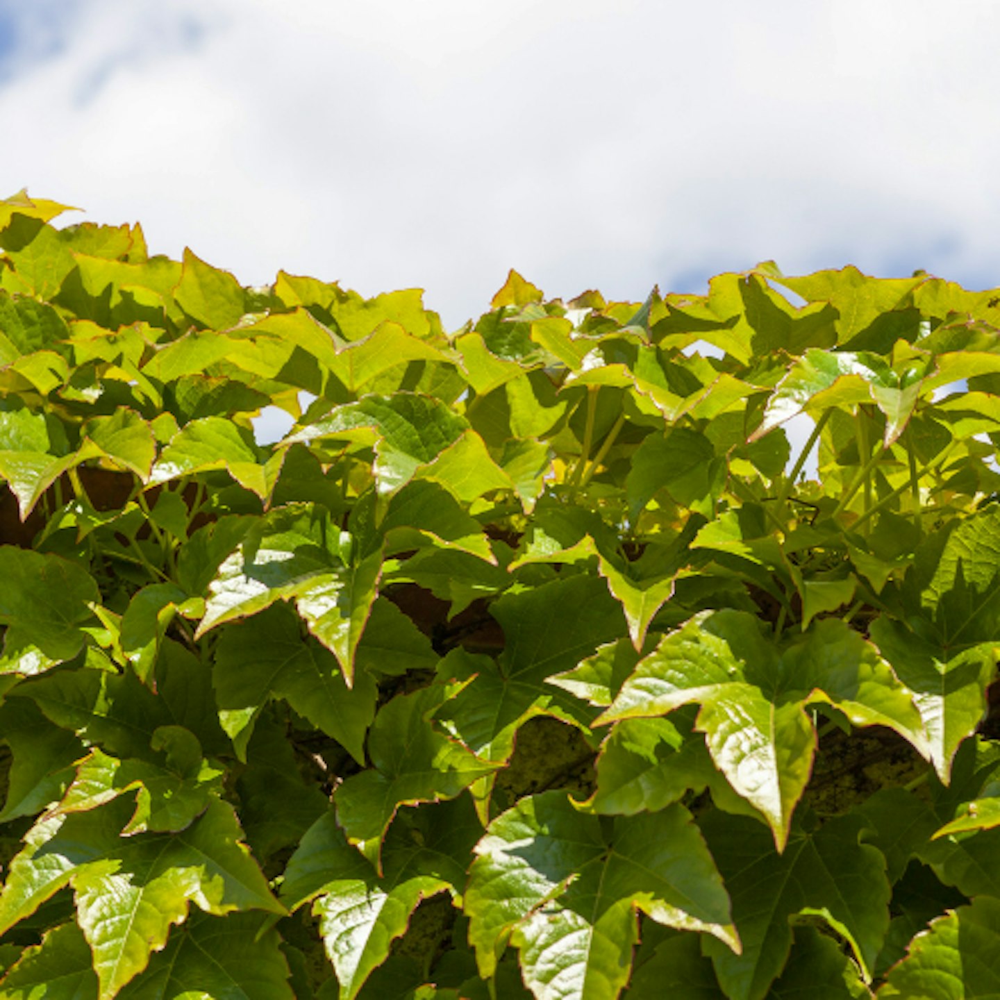 Parthenocissus Veitchii