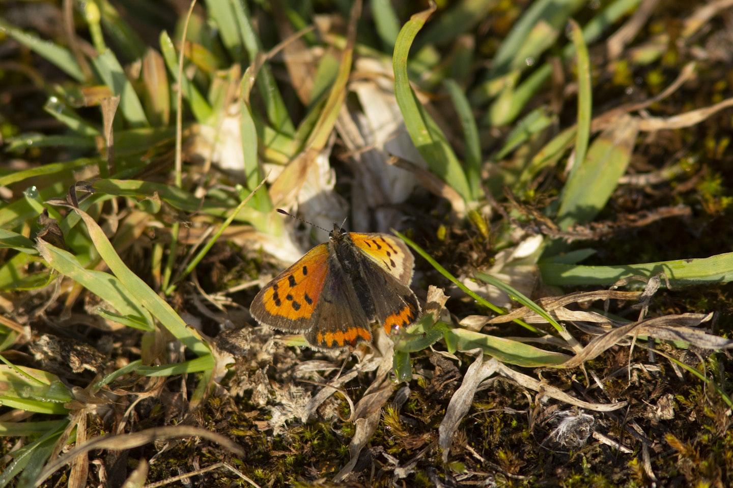 Small Copper