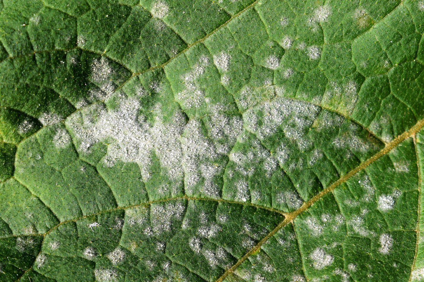 powdery mildew