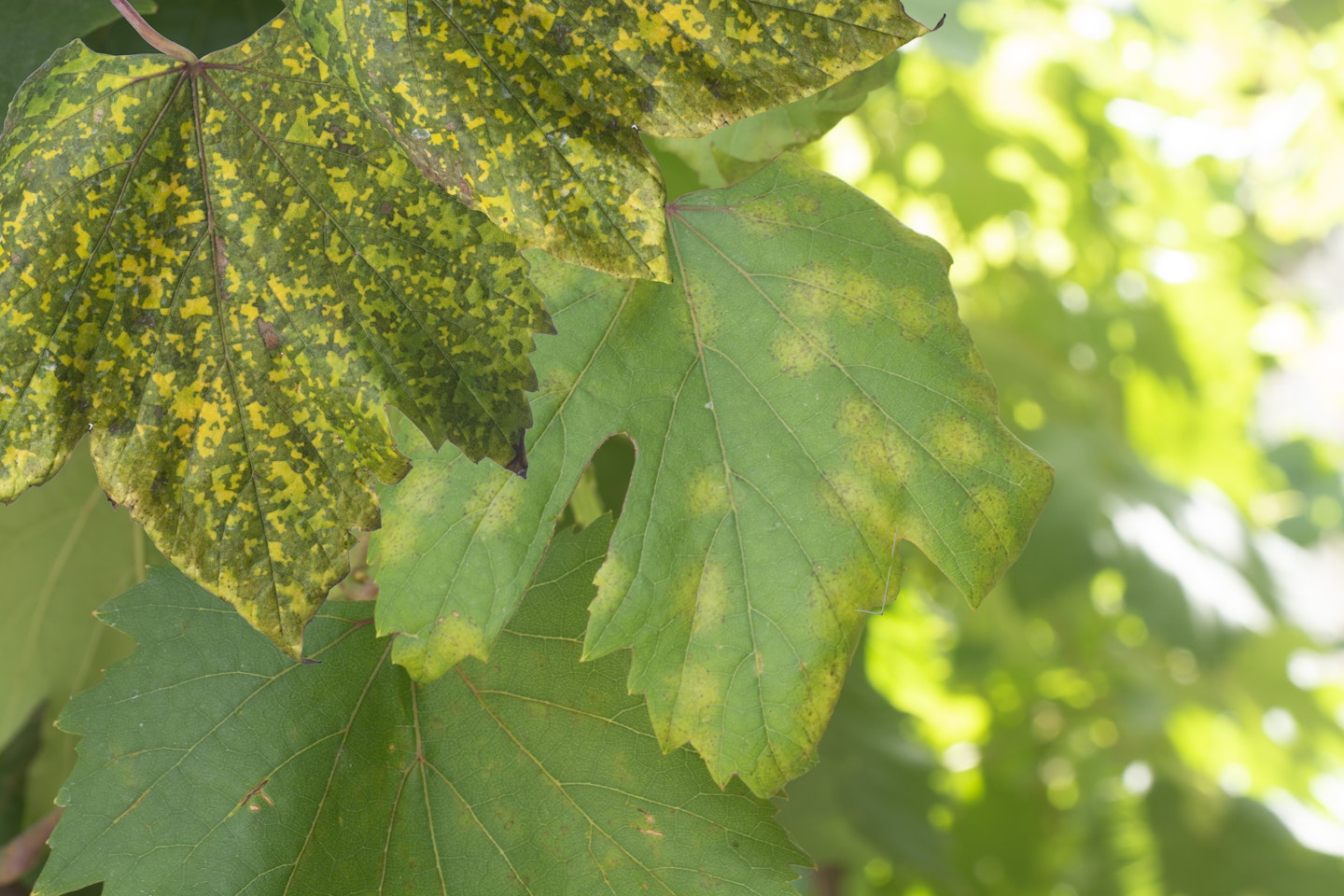 downy mildew