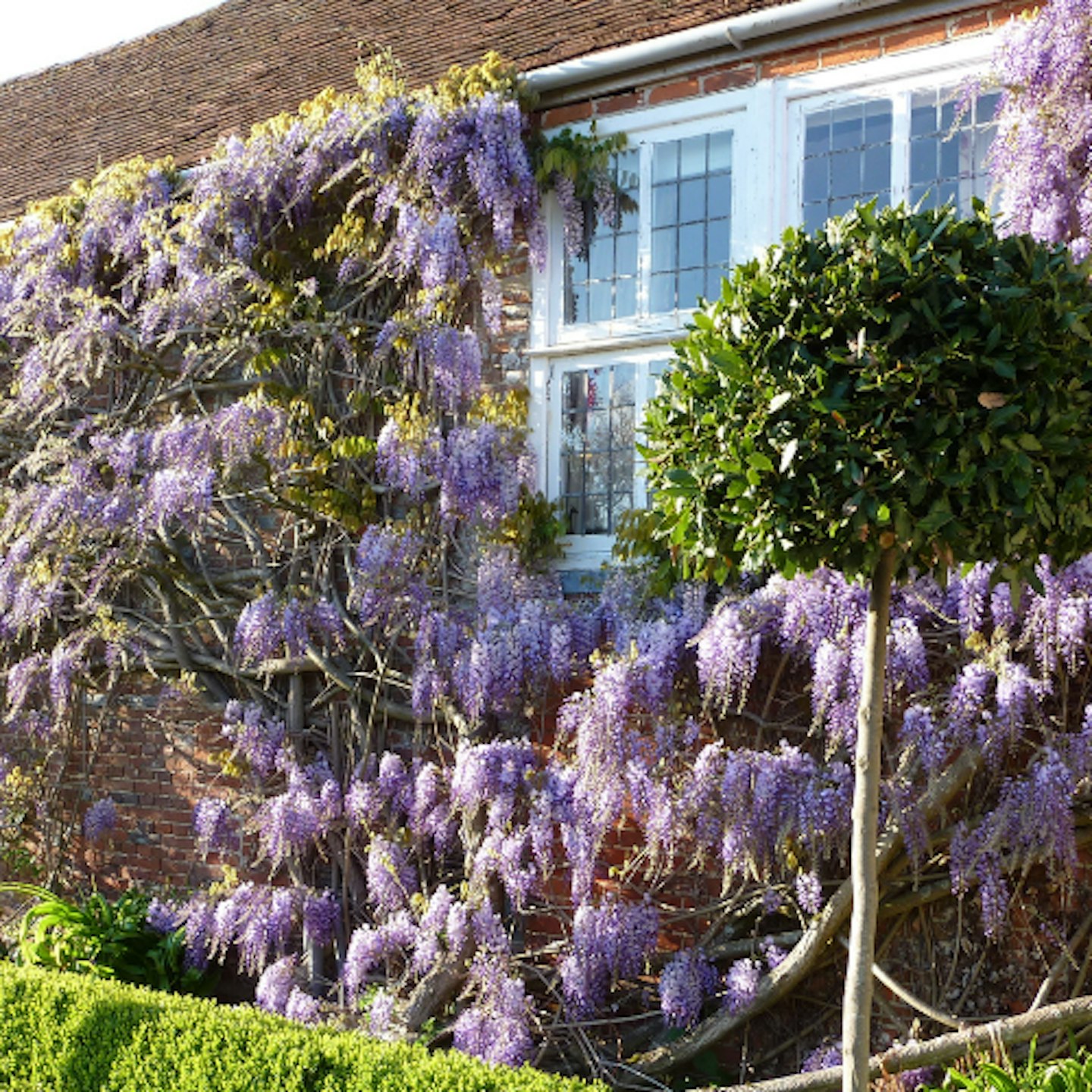 Chinese wisteria