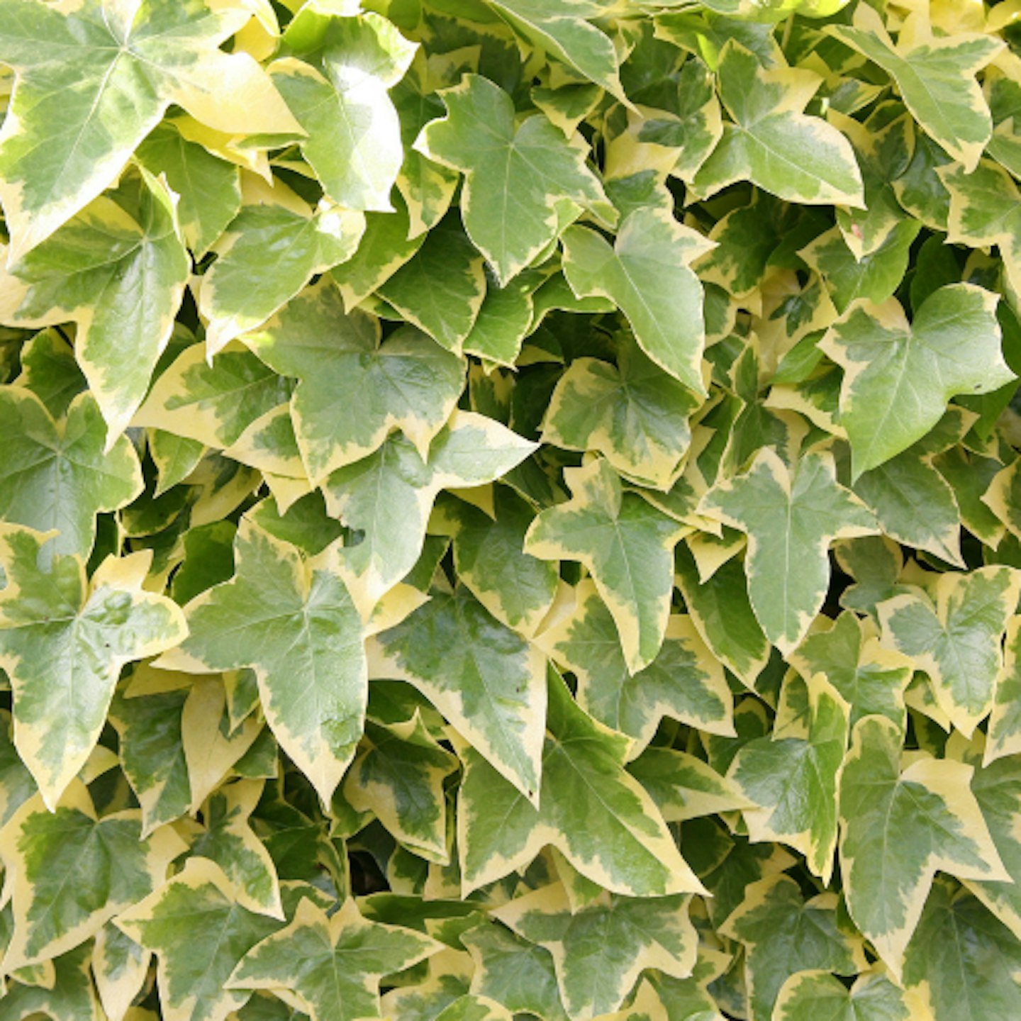 Hedera helix Goldchild