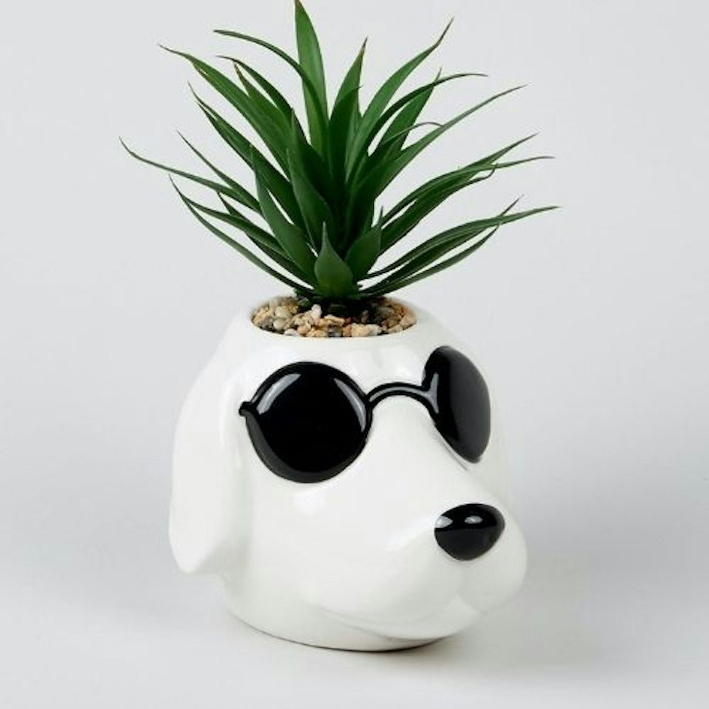 Succulent in Dog Planter