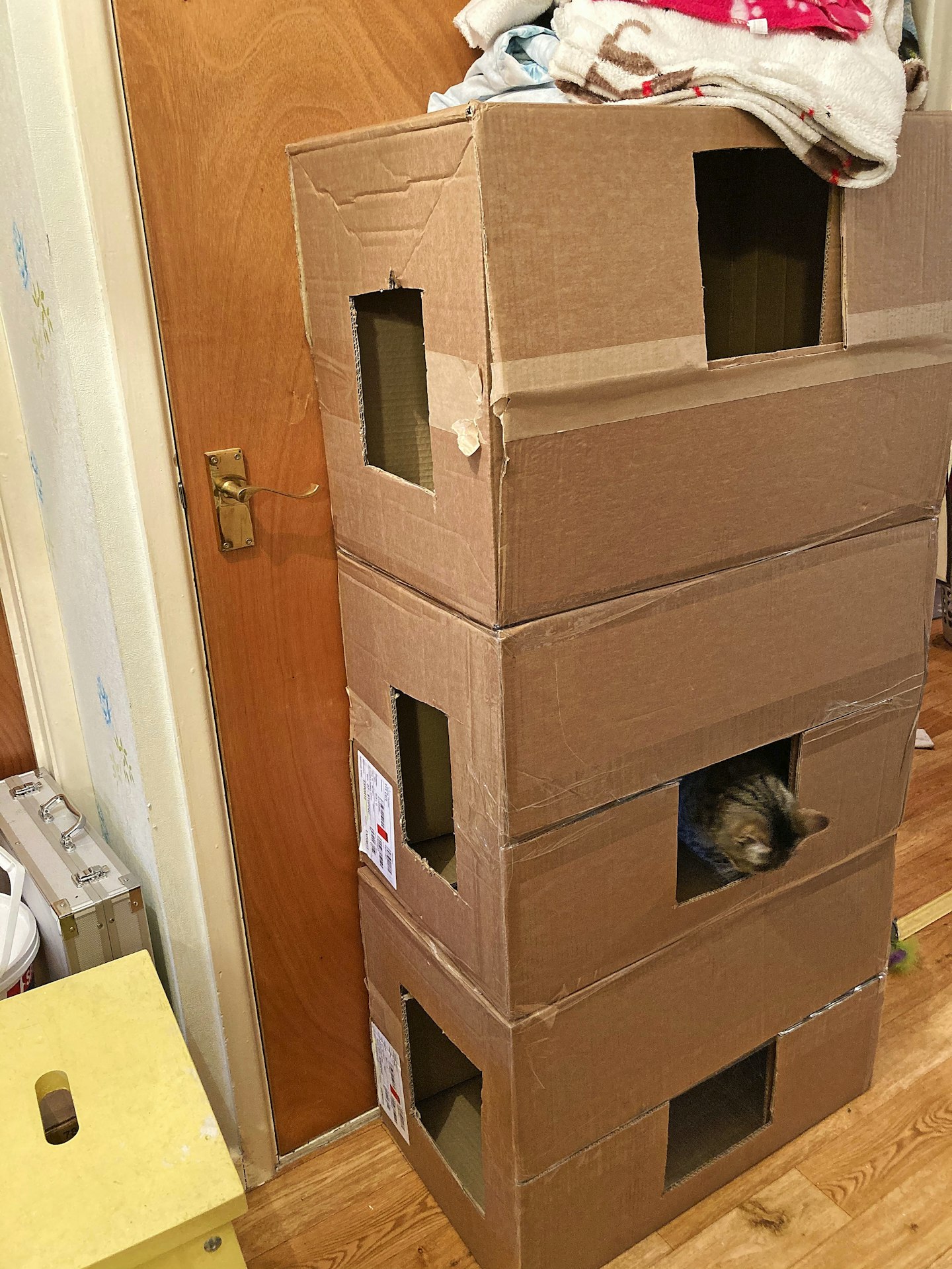 Cardboard box playground for cats