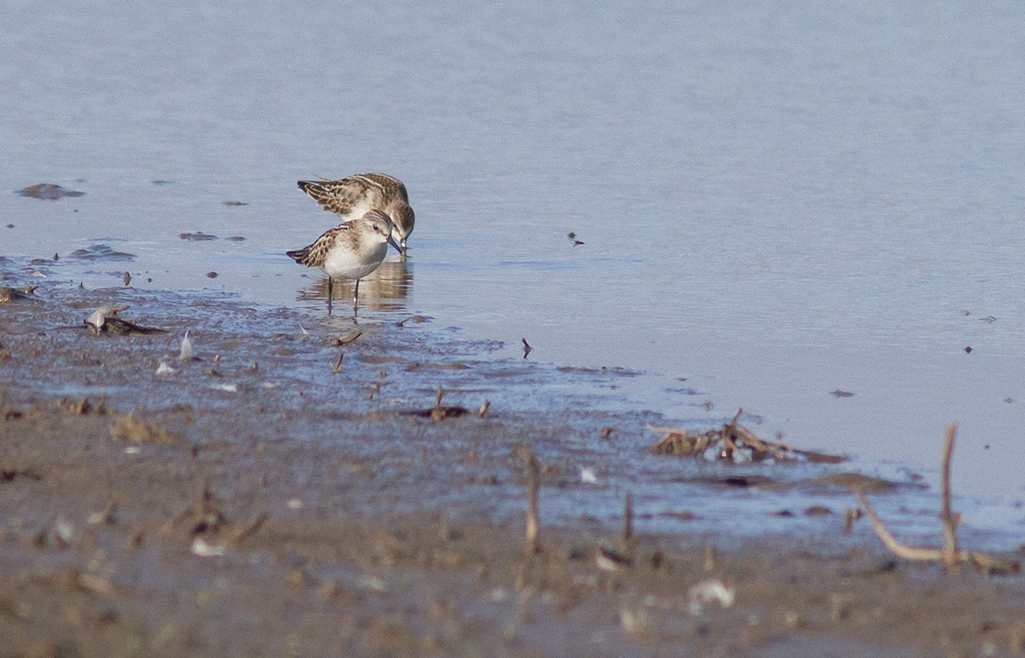 Little Stints