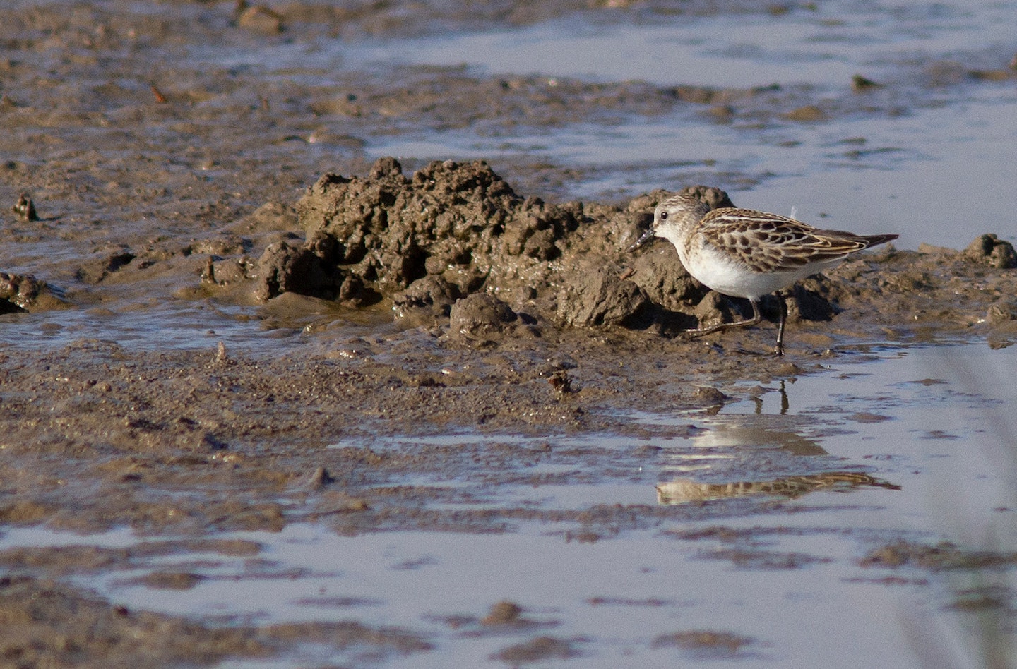 Little Stint