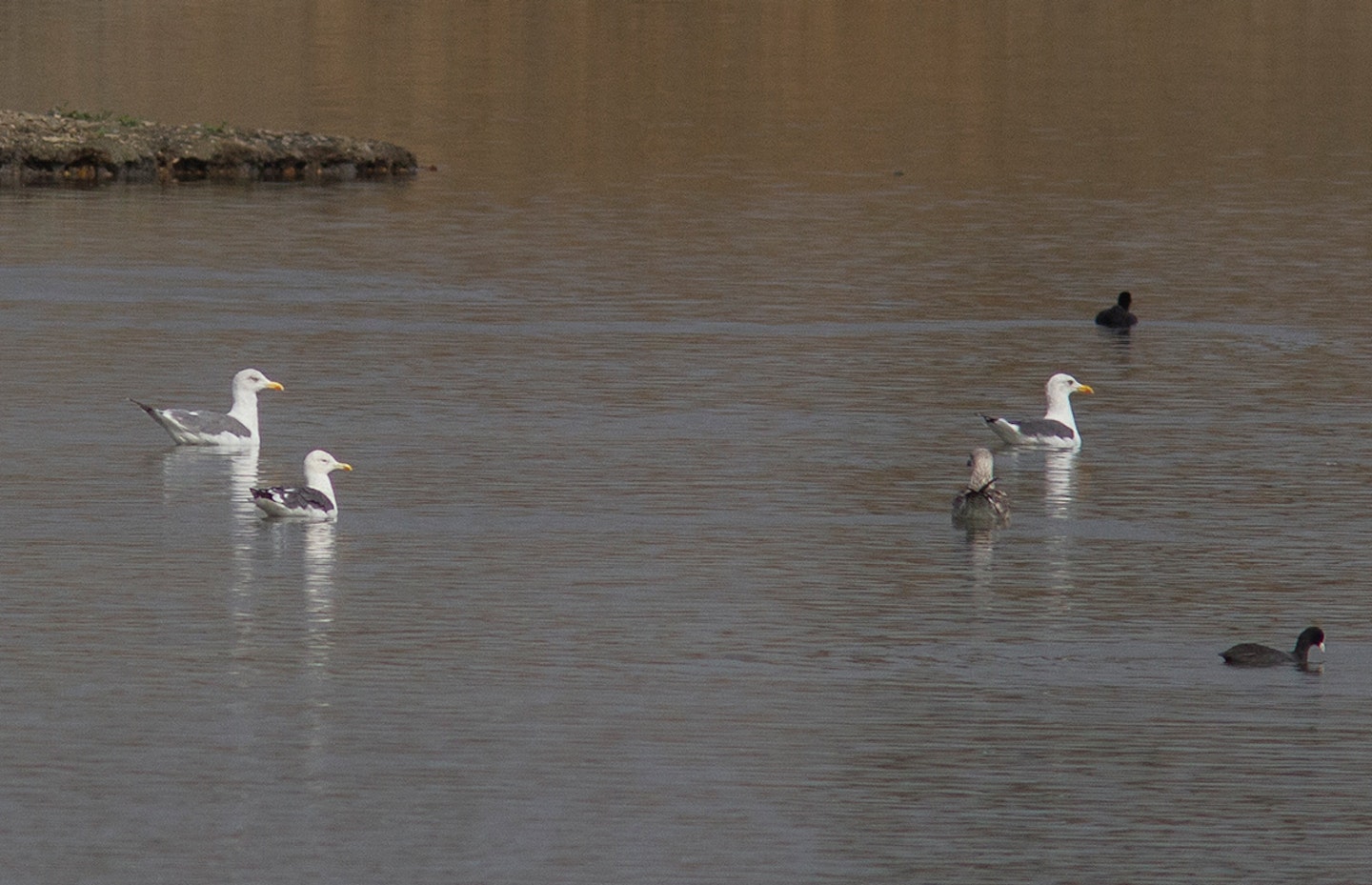 Hybrid gull?