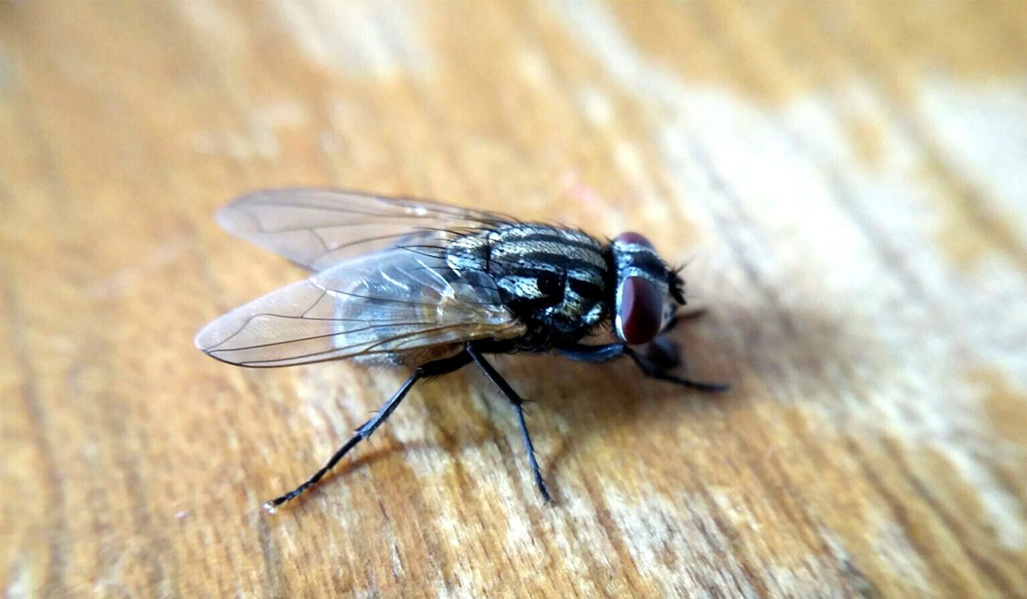 how to get rid of flies in the house uk