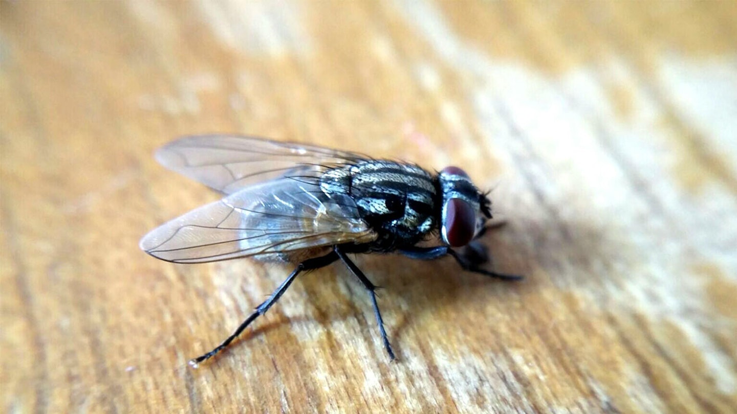 how to get rid of flies in the house uk