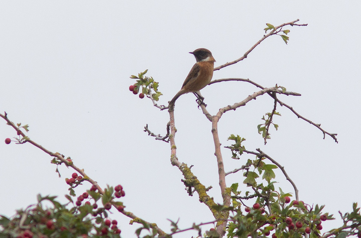 Stonechat