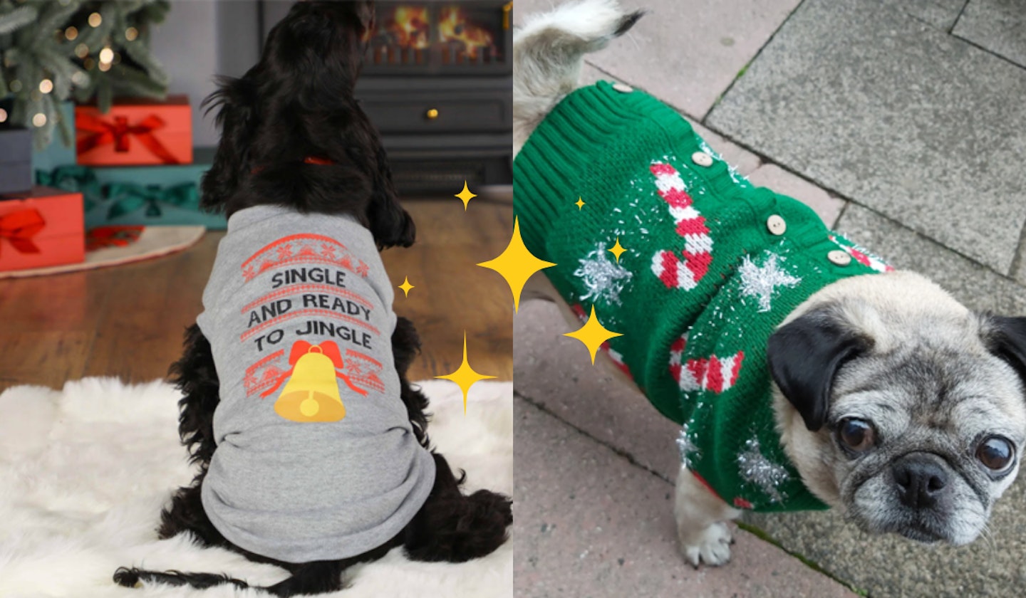 Dog Christmas Sweater: 13 Options That Will Make Your Pup Even