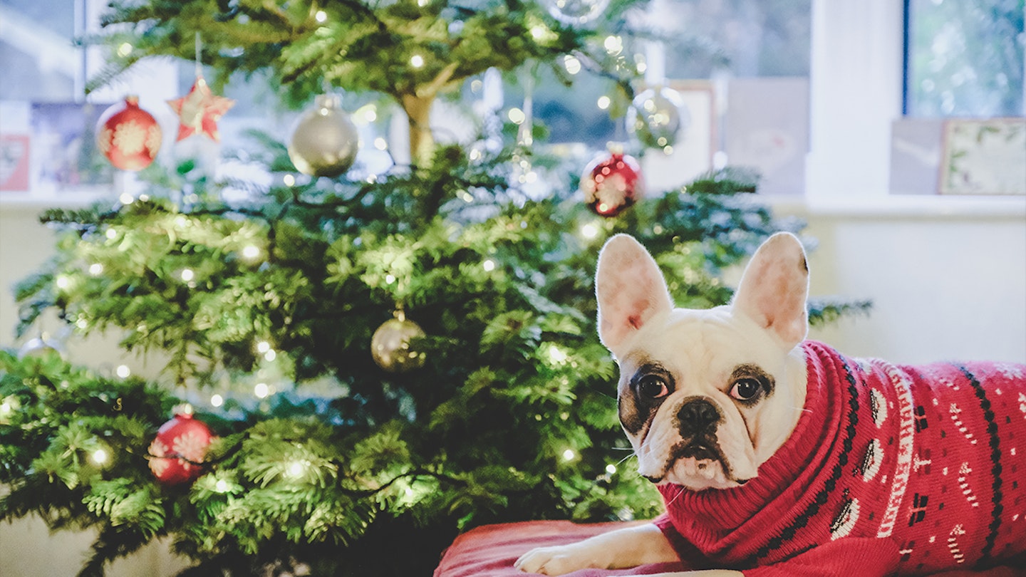 Dog Christmas jumper