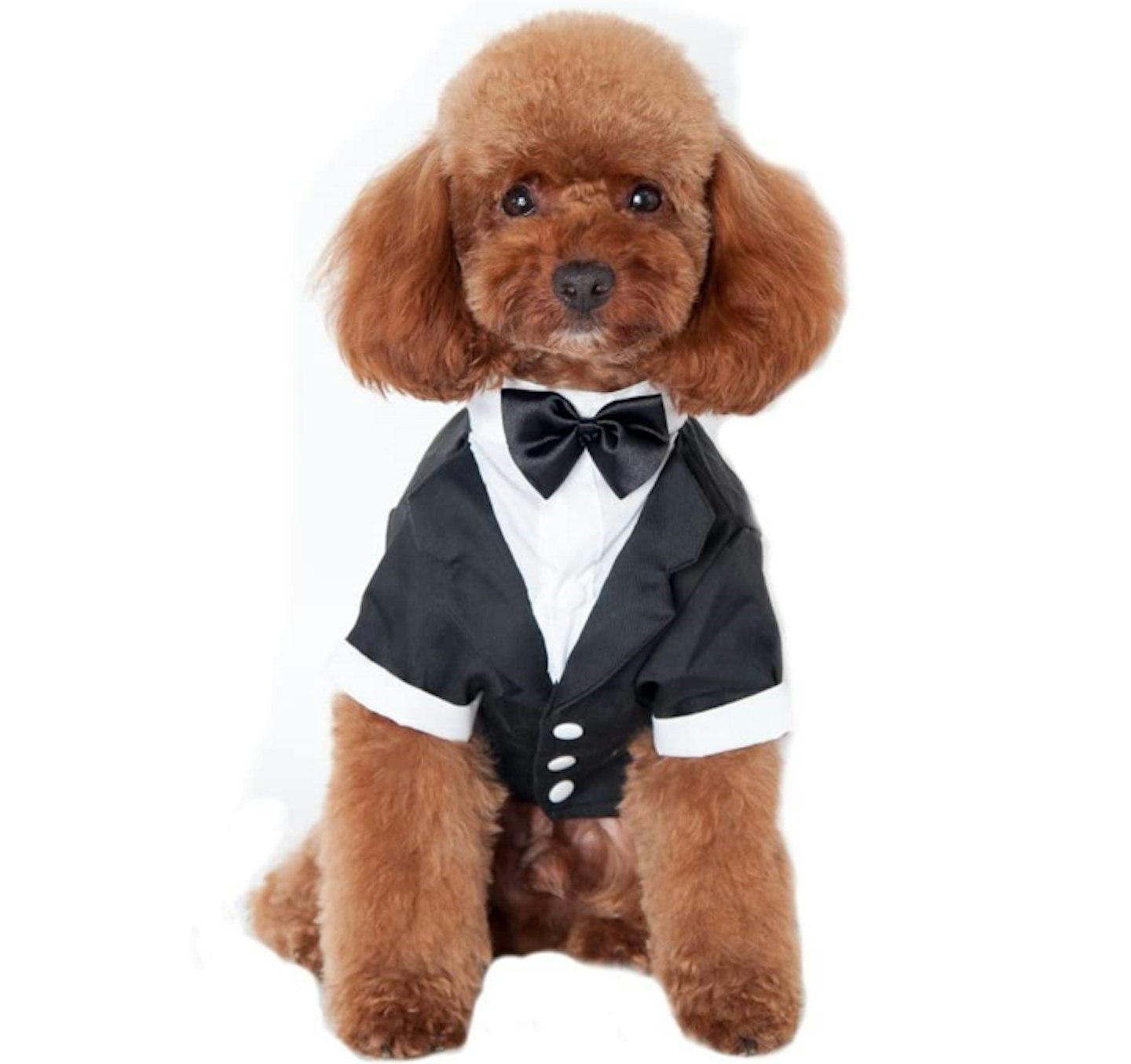 Keysui Black Dog Tuxedo Suit