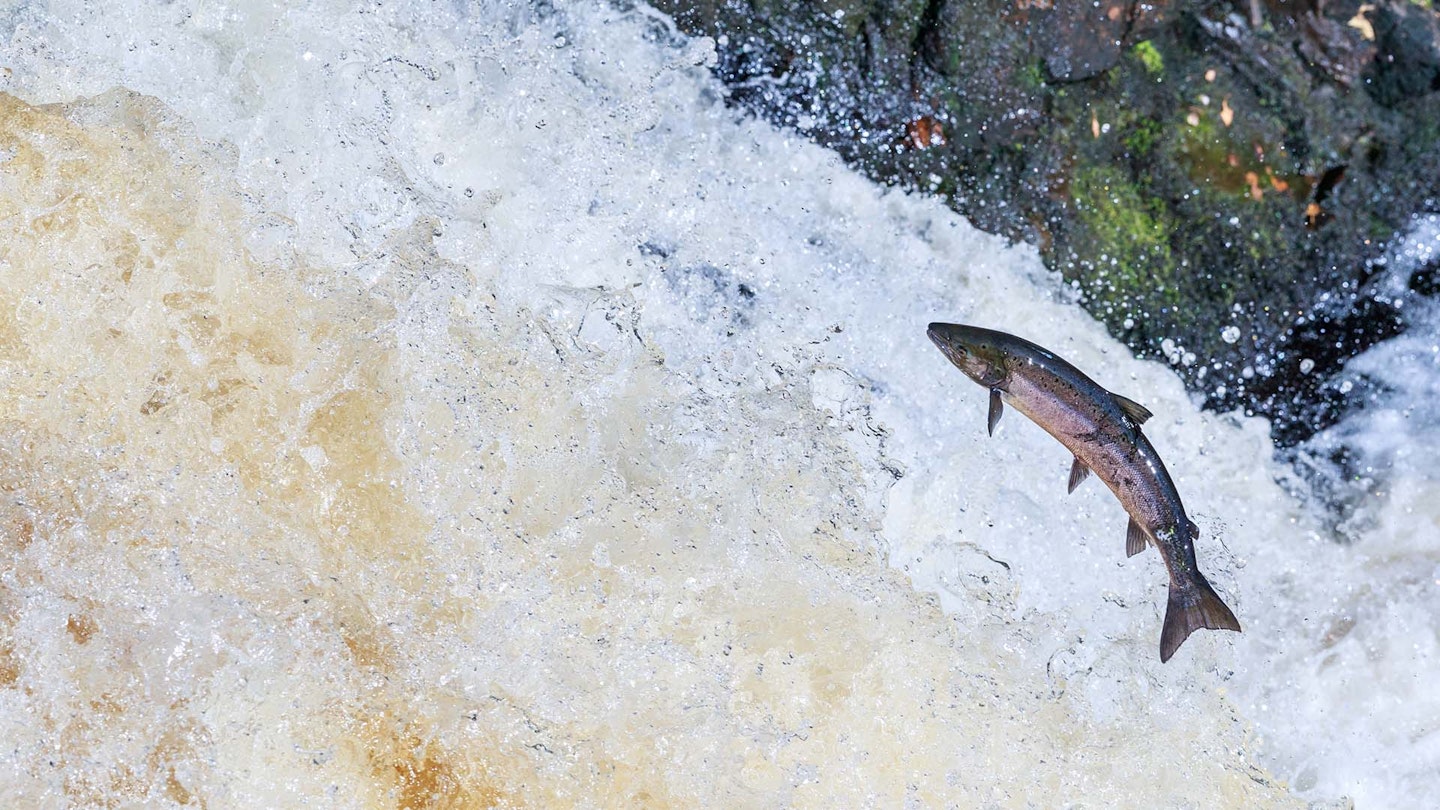 Severn anglers slam new salmon byelaws 