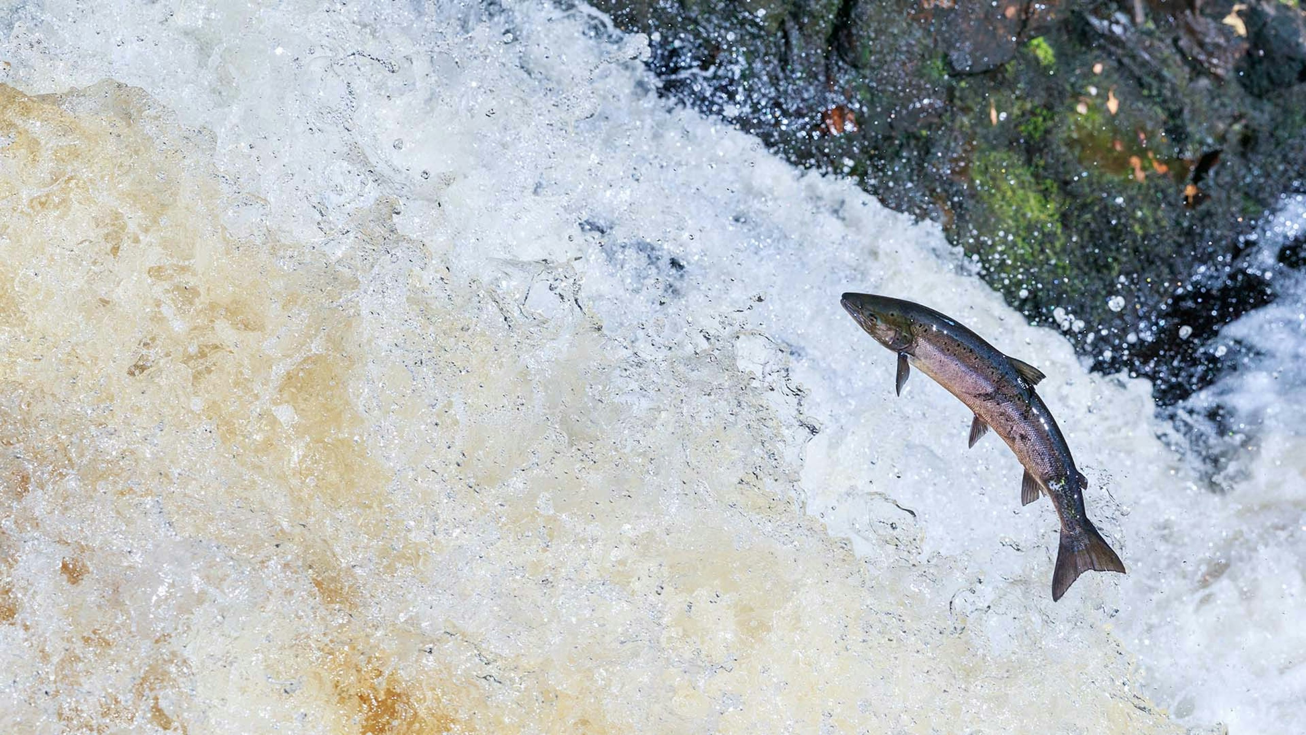 Severn anglers slam new salmon byelaws