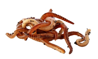 Moving baits
