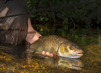 Return fish away from your swim