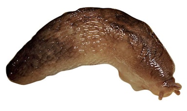 Freeline a slug