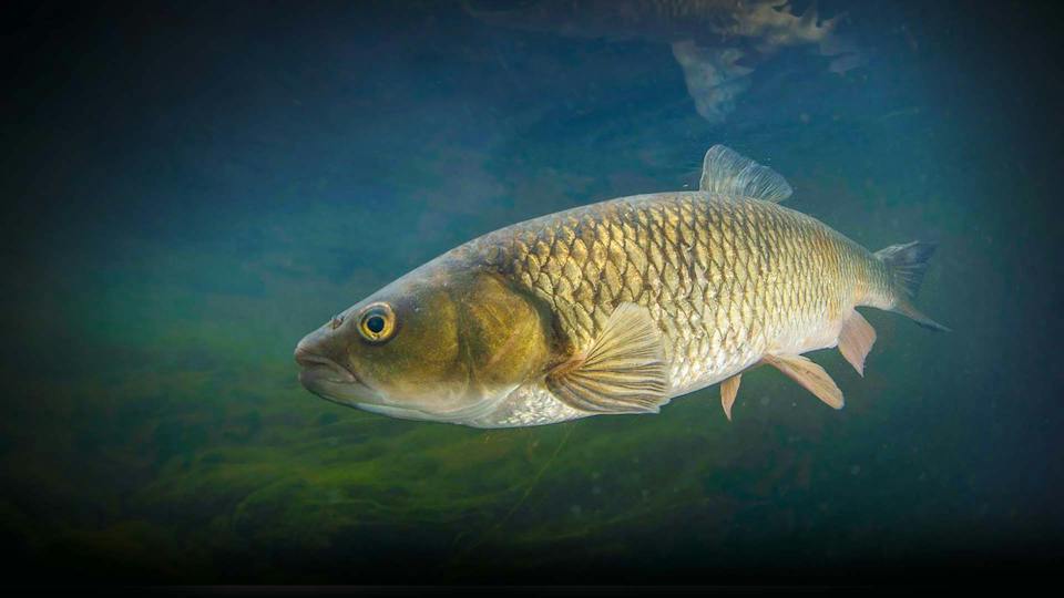 Chulk Fish chub fishing tips.jpg?format=jpg&quality=80&width=960&height=540&ratio ...