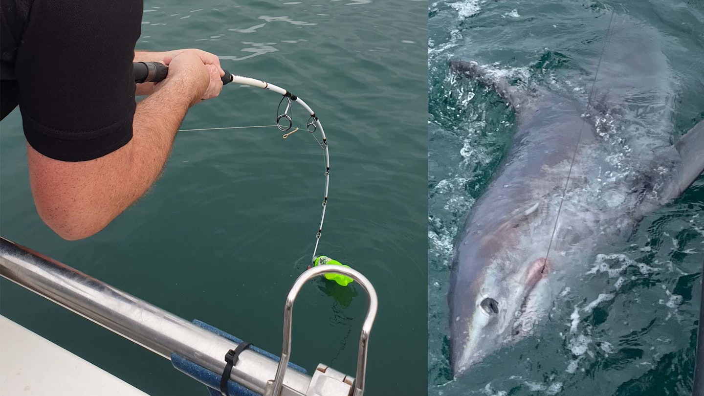 Giant porbeagle is new British record 