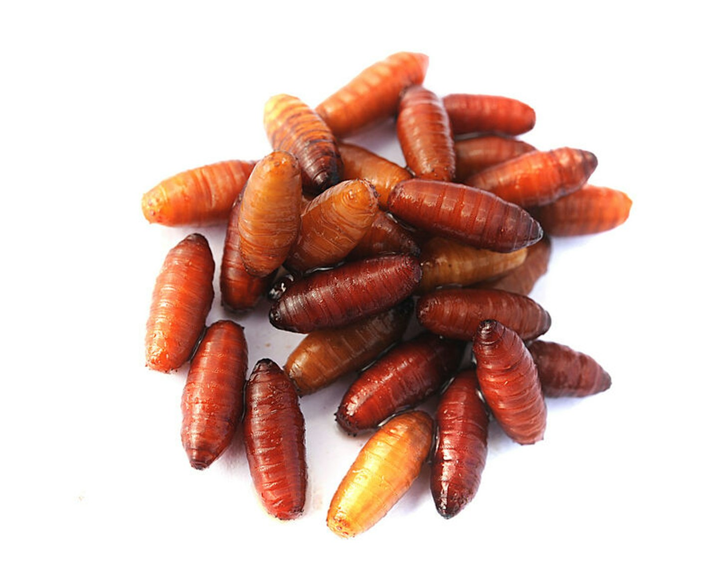 Good baits for quality roach as the season goes on are casters